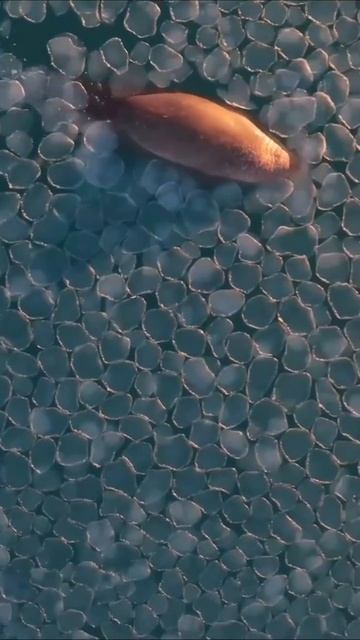 Ледяные блины образовались на Чукотке