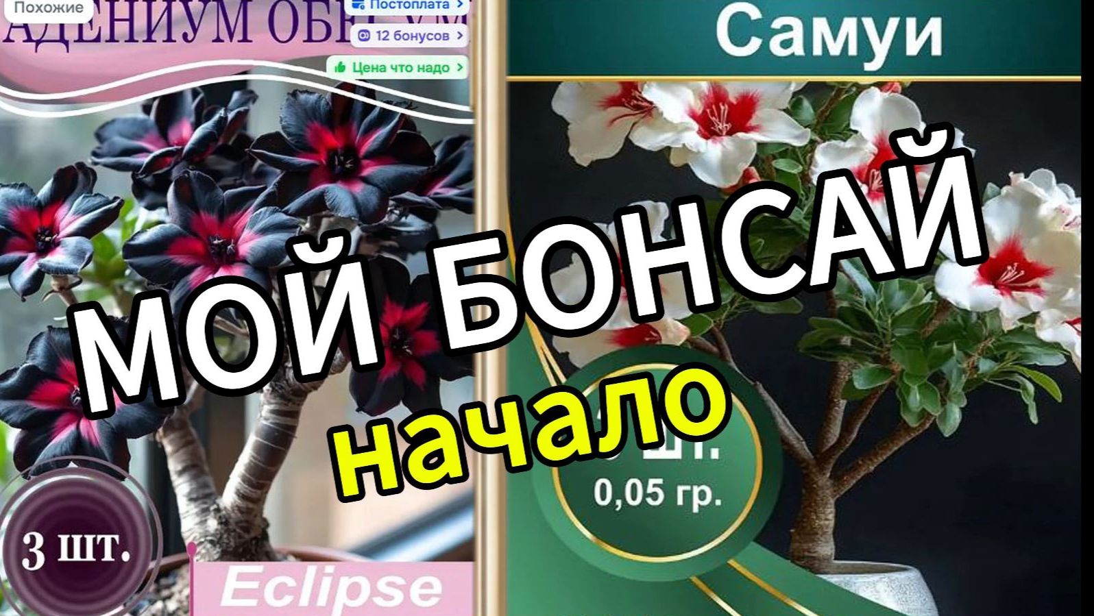 Мой БОНСАЙ. Начало. 4К