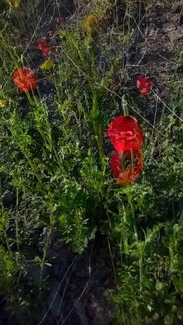 Гуляя по тропе Голицына увидела маки хоть и мало их  но увидеть можно. Апрель. Крым. Новый Свет.