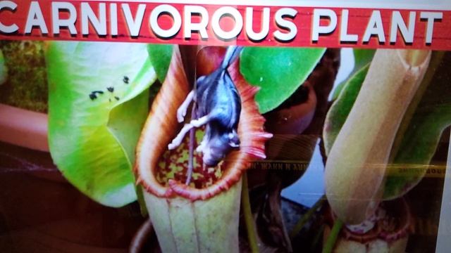 растения поедают животных ! ужас ааааааааа