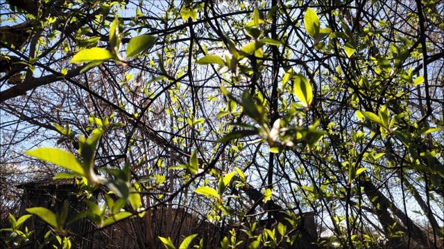 Начало жизни.