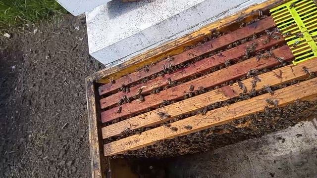 Состояние семьи  с хроническим вирусным параличом посредине лечения.