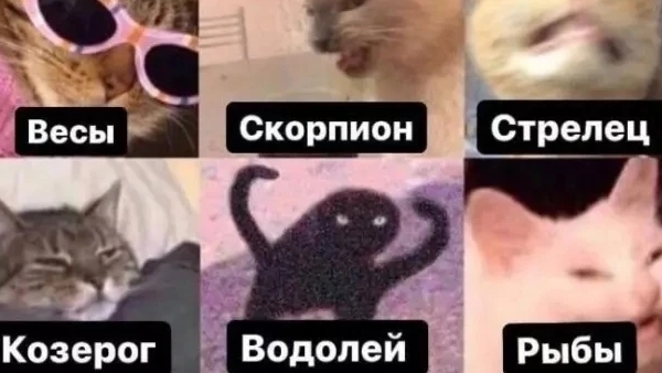Кошки знаков задиака! 