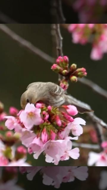 Молодость и Зрелость