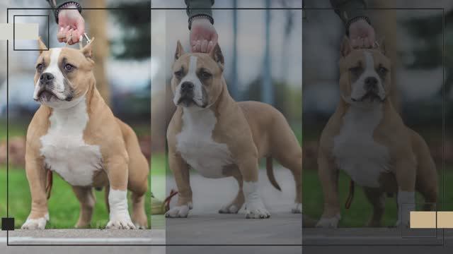 Мальчик Амбулии щенок. Продажа.