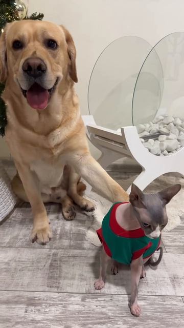 Кто виноват