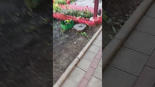 прогулка с Илюшей 