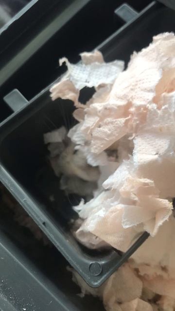 Мой хомячок 