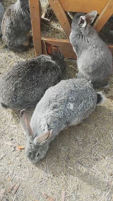 MOV_20260418_150943_532.mp4