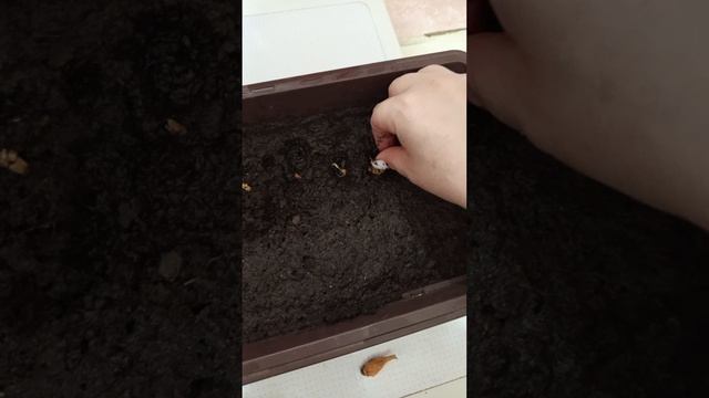 ДОЖИЛИ САЖАЕМ РАССАДУ дома!!!!