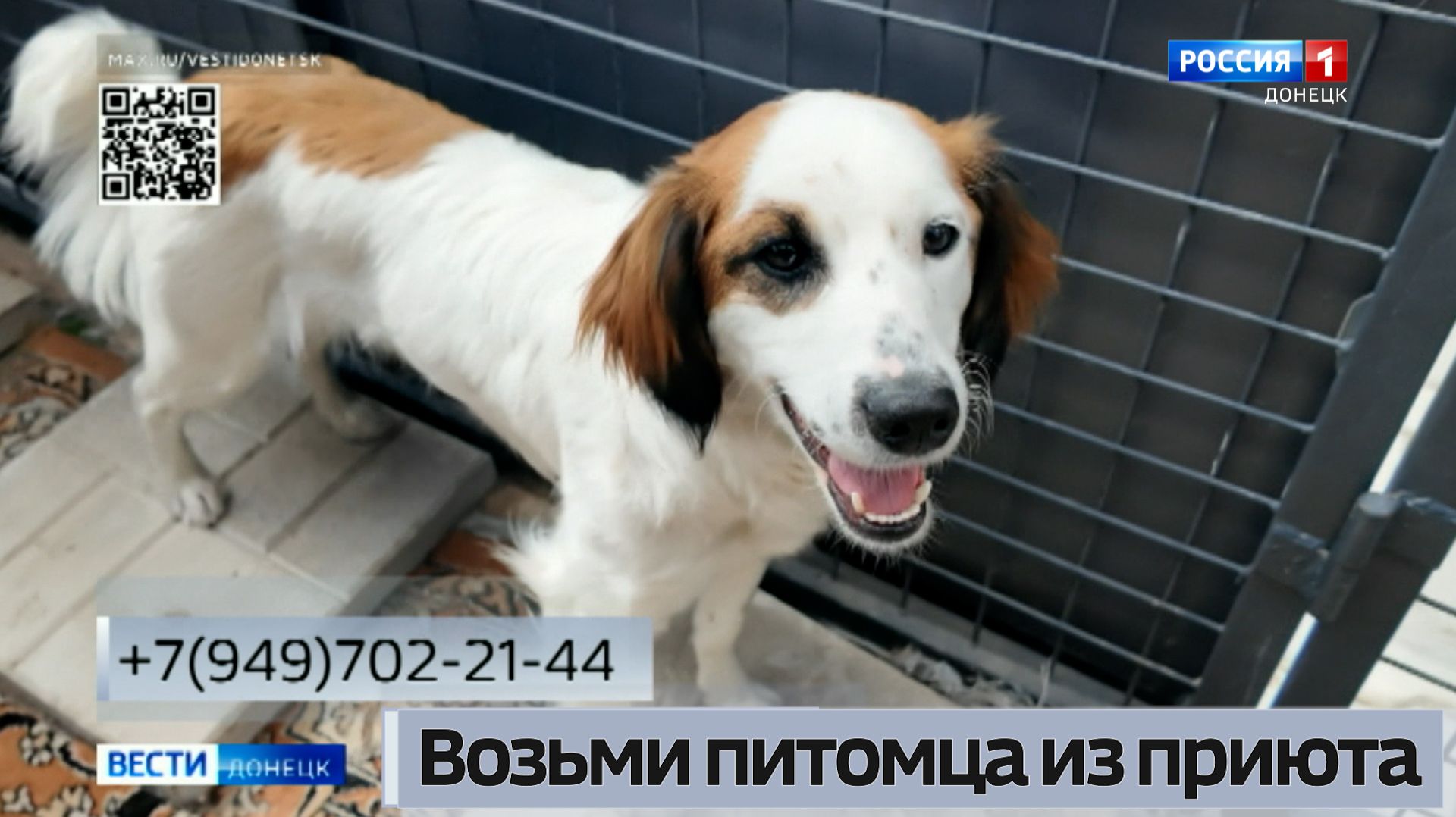 Возьми питомца из приюта