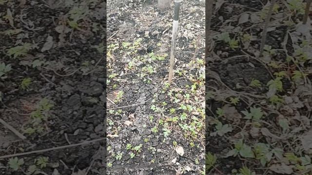 После зимы первый раз пришла на огород. Посадили жимолость.