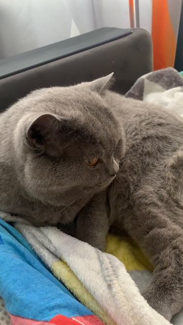 кот философ