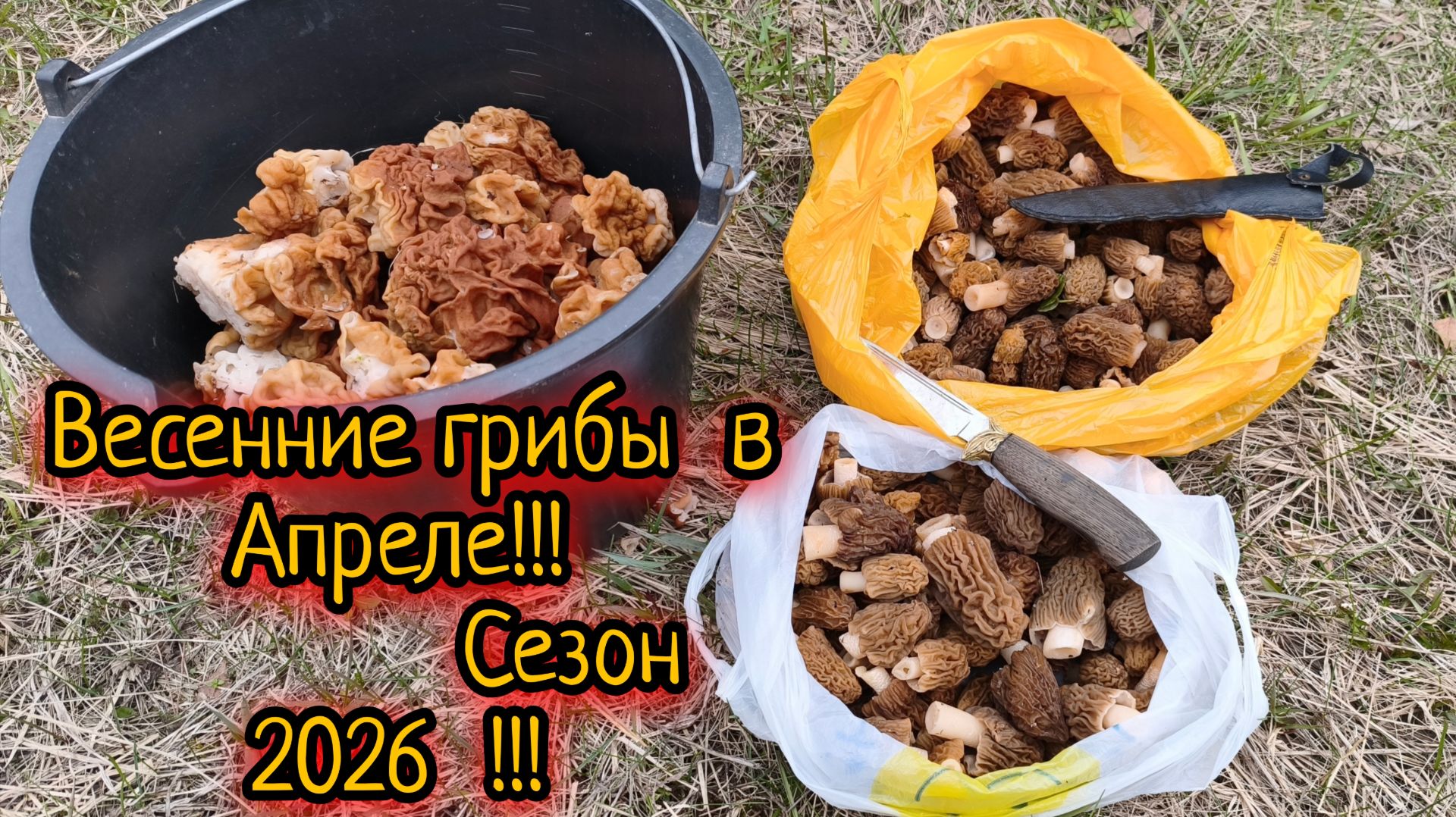 Весенние грибы в Апреле!