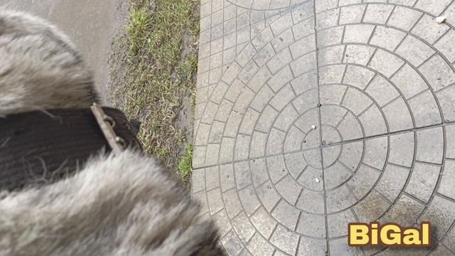 Благодарность собаки