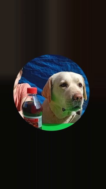 опыты с Персиком