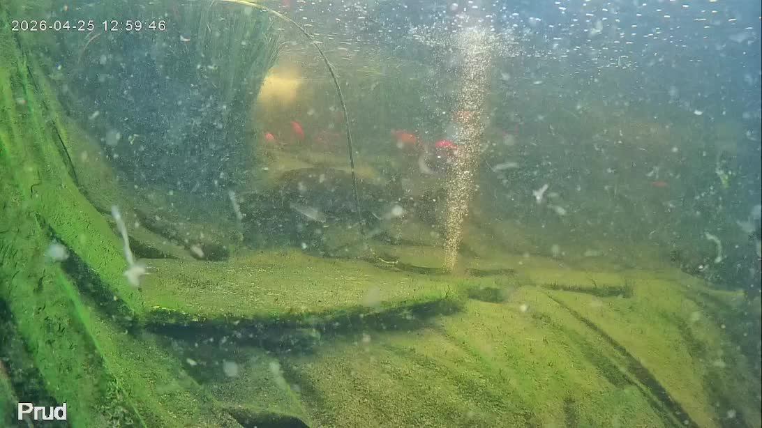 Жизнь в пруду