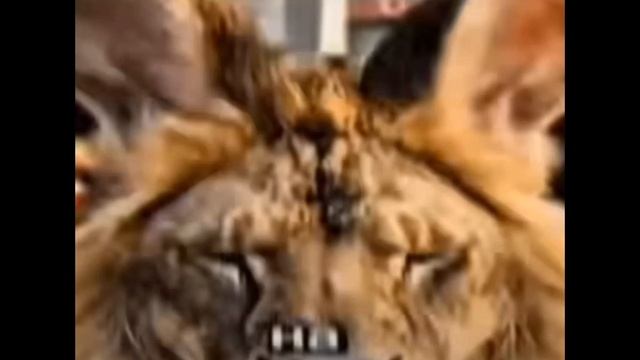 черемша эдит