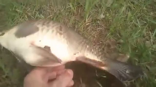 круглый карп