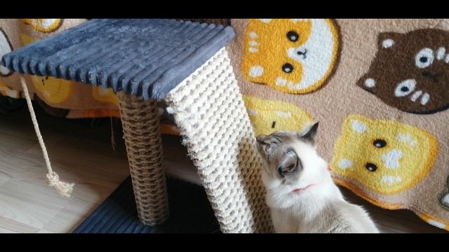 Кот А-Нимус