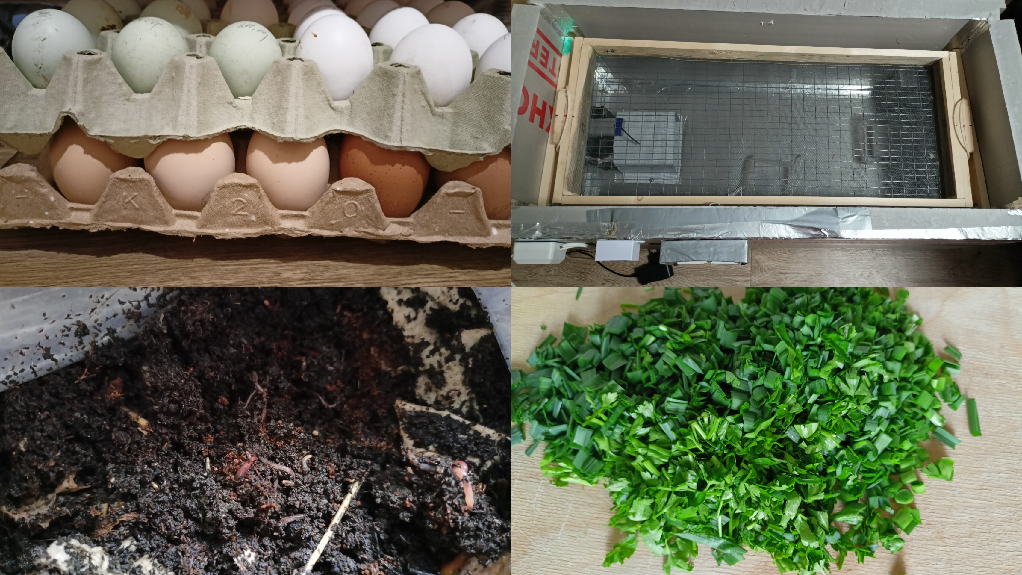 Мешанка. Яйца. Инкубация. Черви дендробена