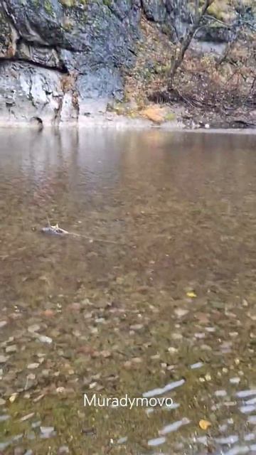 Река смотрит сквозь осень 