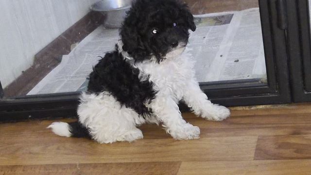 Пудель бело чёрный Джентли Борн Гюшен