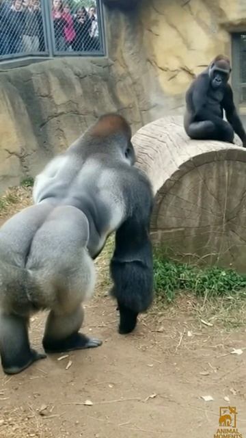 Горилла дарит цветы любимой в клетке зоопарка. гориллы животные любовь зоопарк