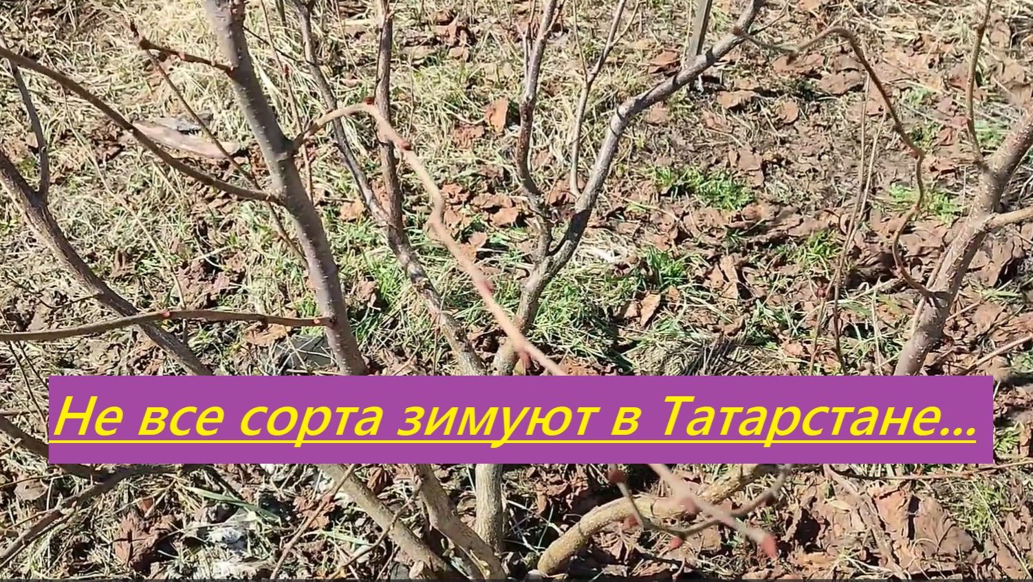 Итоги холодной зимы на фундуке в средней полосе. Трапезунд Косфорд 42-19 и другие из коллекции