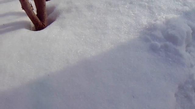 Все не просто. Спор 2-х садоводов Железовых. Чей коньяк?