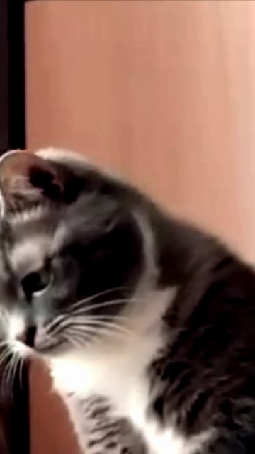 Заставка для видео Любопытный кот  544