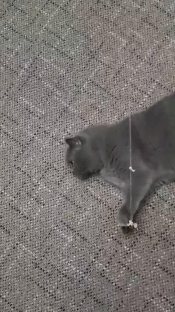 Стихи с котомпро медвежат