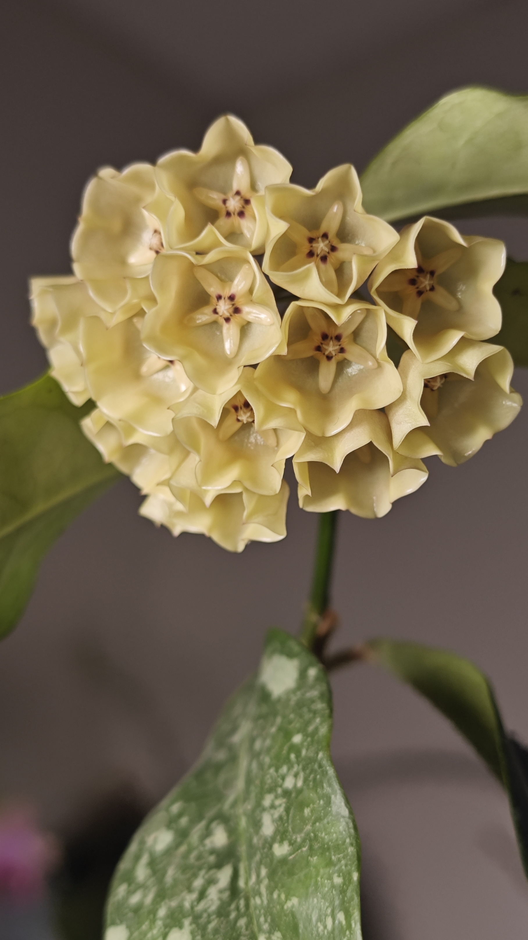 Hoya Cystiantha Splash