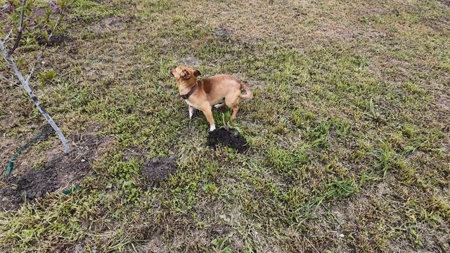 23-25 апреля 2026г. Взошел зайцехвост и последняя хоста.А я все еще кошу