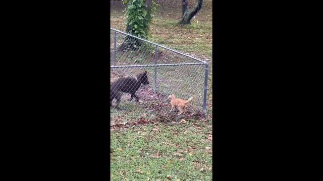 Videos Graciosos 65 - Смешные Видео 65.