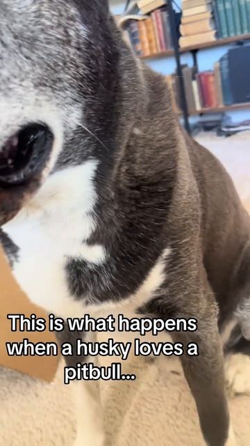 Что будет если хаски полюбит питбуля
