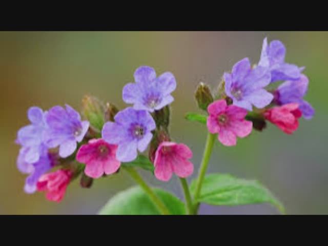 26 апреля - Фомаида Медуница. Традиции и народные приметы