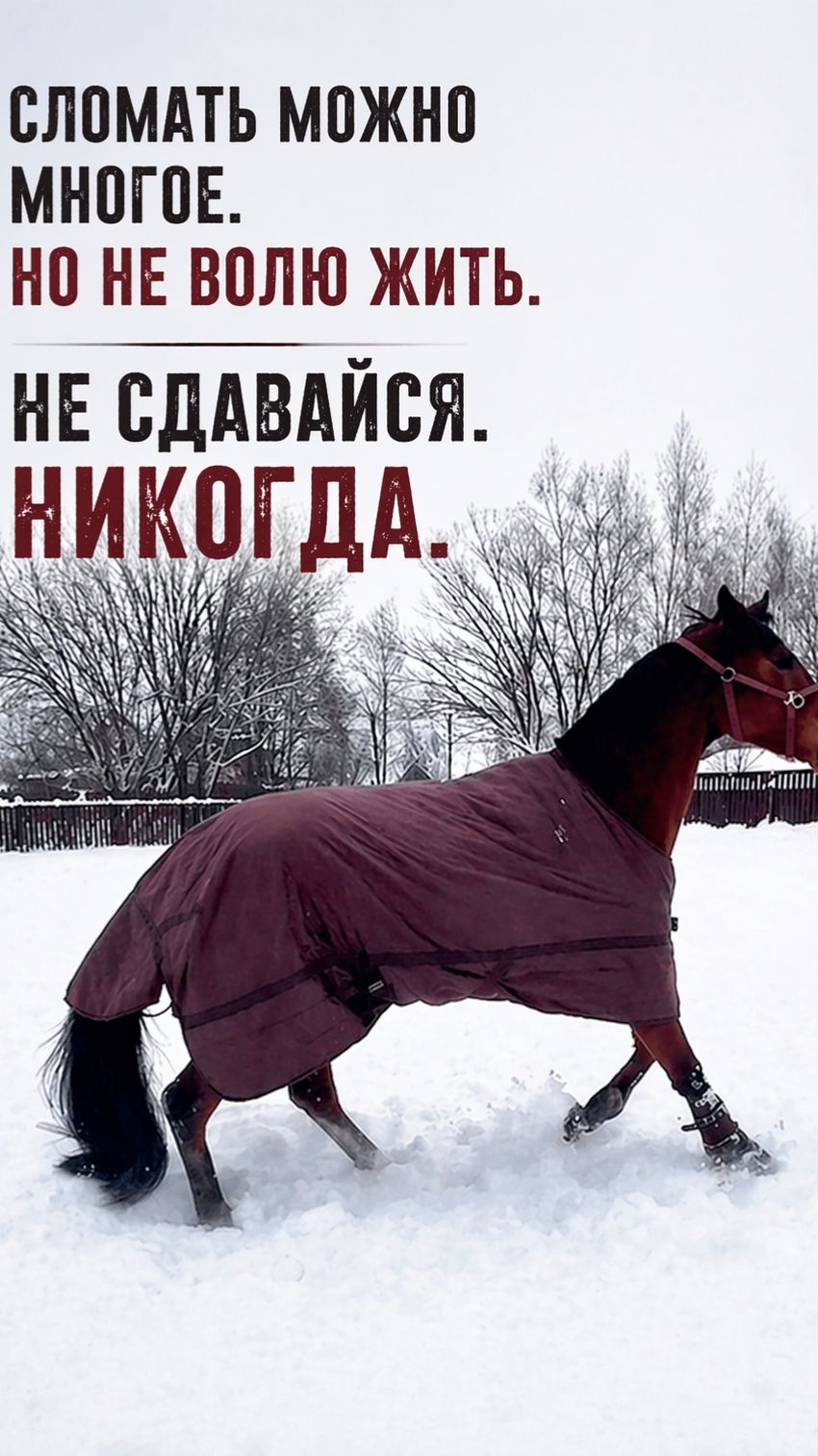 Не сдавайся. Никогда!