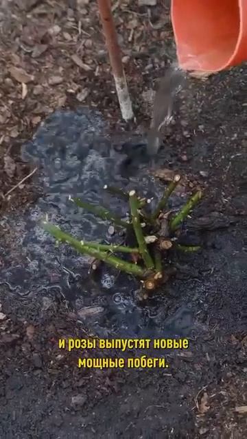 Успейте сделать это с розами весной и будете наслаждаться фантастическим цветением летом!
