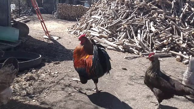 Наша заготовка дров 25.04.2026