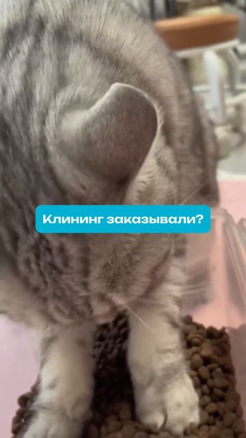 Клининг заказывали? 