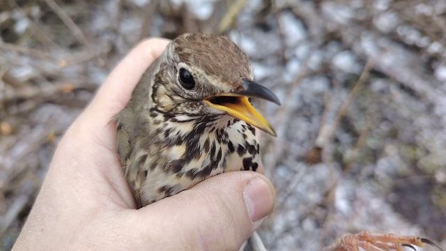 Дрозды певчиечёрный чижи