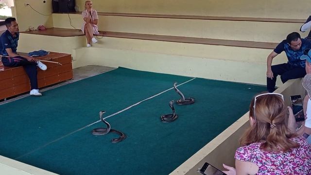Змеиное шоу - Пхукет