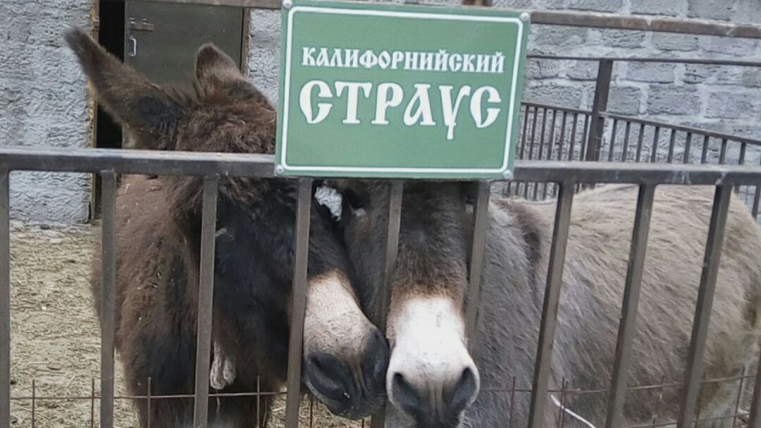 Телевизор против холодильника: если на клетке слона написано