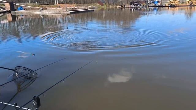 поимка форели на бомбарда