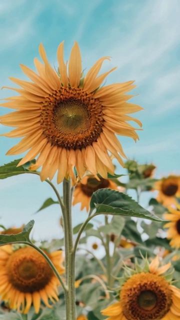 Floral-aesthetic-389.mp4