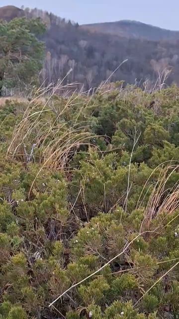 Один можжевельник против осеннего ветра 