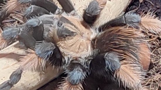 Пауки во всей красе