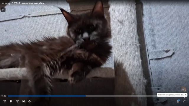 Котята питомника кошек  КИСПЕР КЭТ