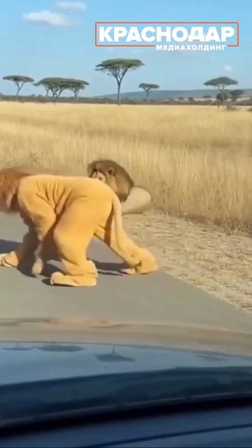 Огромное спасибо Медиахолдингу Краснодар за  позитив! Всем хорошего настроения! Прикинуться своим!